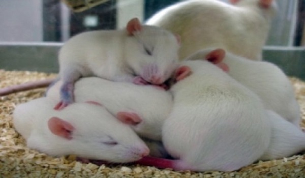 rat sleep