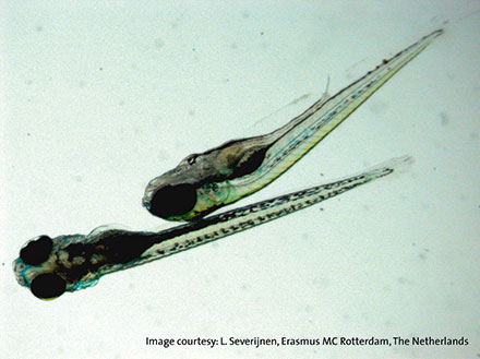 Zebrafish Larva